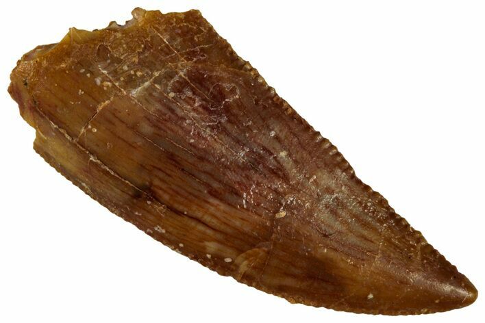 Serrated, Raptor Tooth - Real Dinosaur Tooth #295988